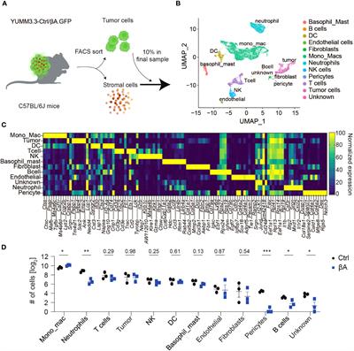 Inhibition of anti-tumor immunity by melanoma cell-derived Activin-A depends on STING